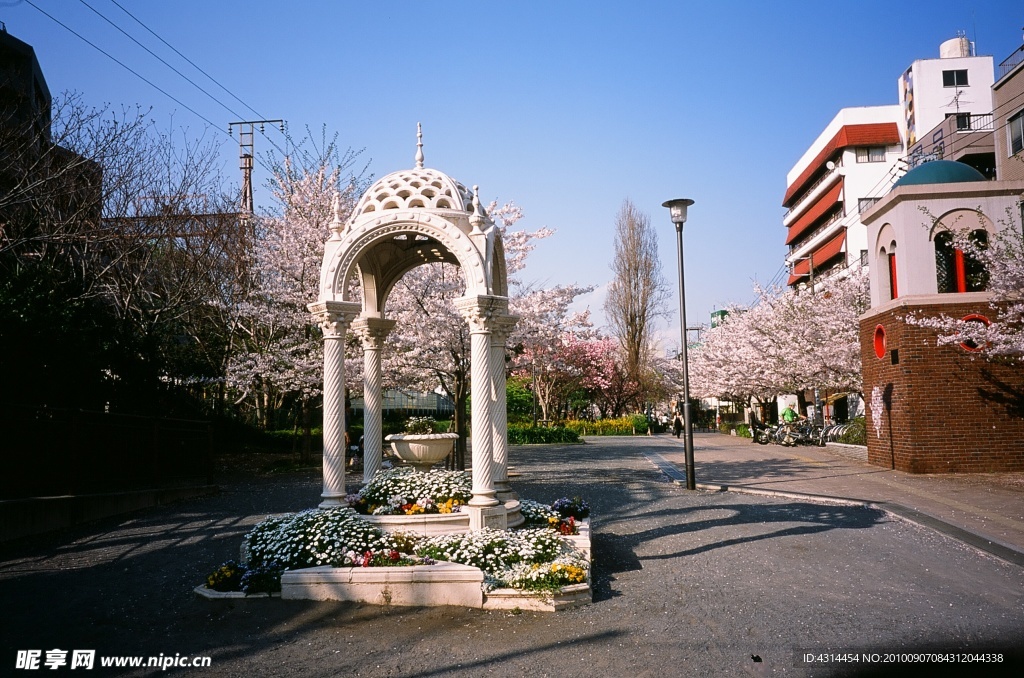 樱花