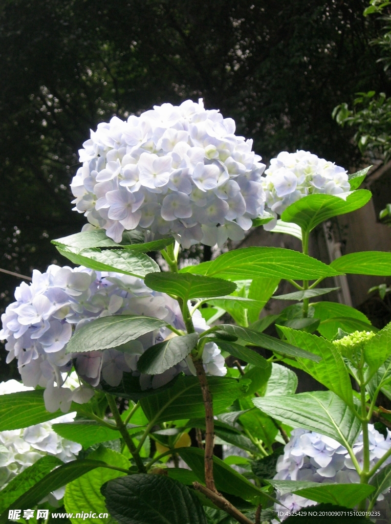 绣球花