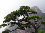 黄山迎客松