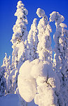 雪松 雪景