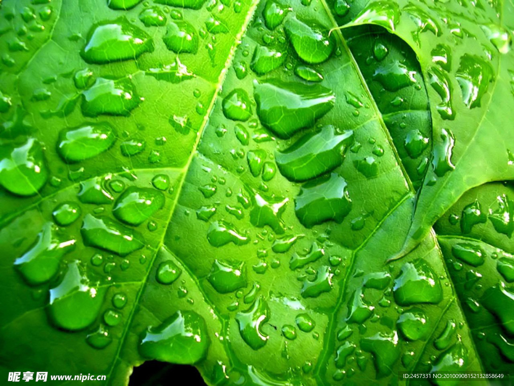 绿叶 水珠 水滴 露水