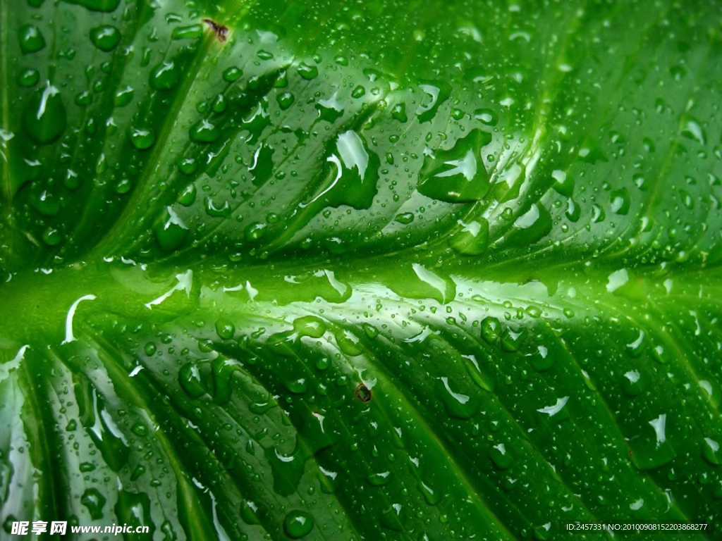 绿叶 水滴 水珠 露水