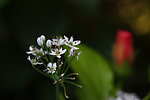 小碎花花