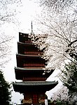樱花