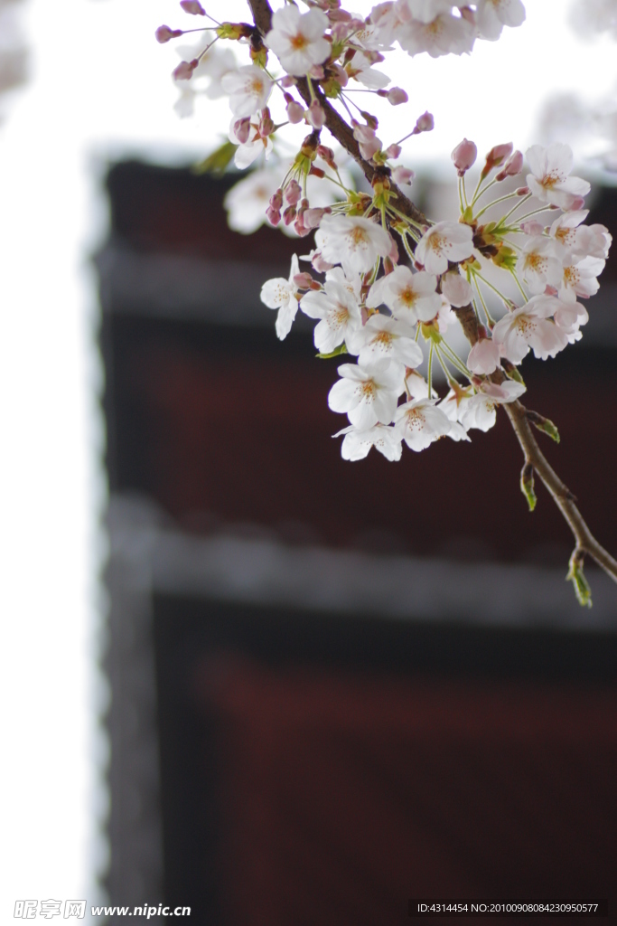 樱花