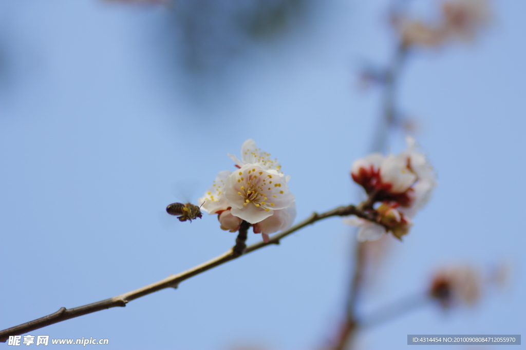 梅花