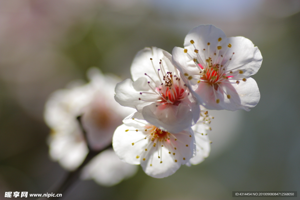 梅花