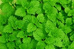 绿色植物