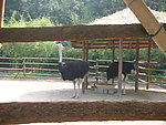 中南百草原 野生鸵鸟