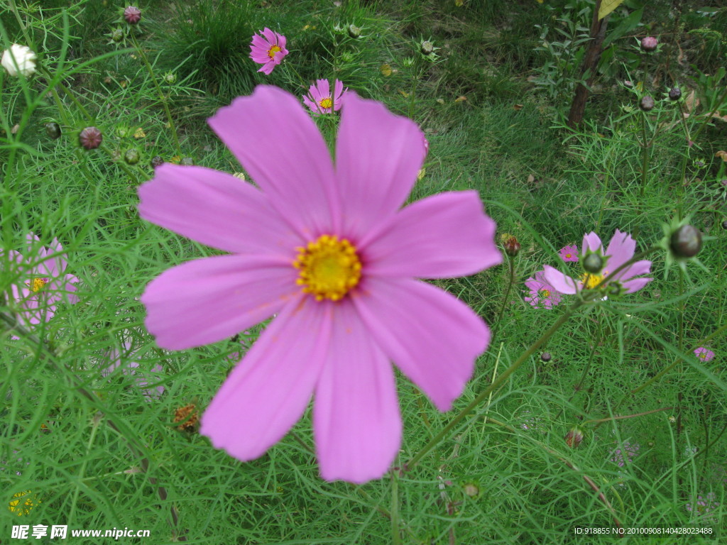 波斯菊