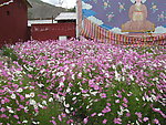 波斯菊