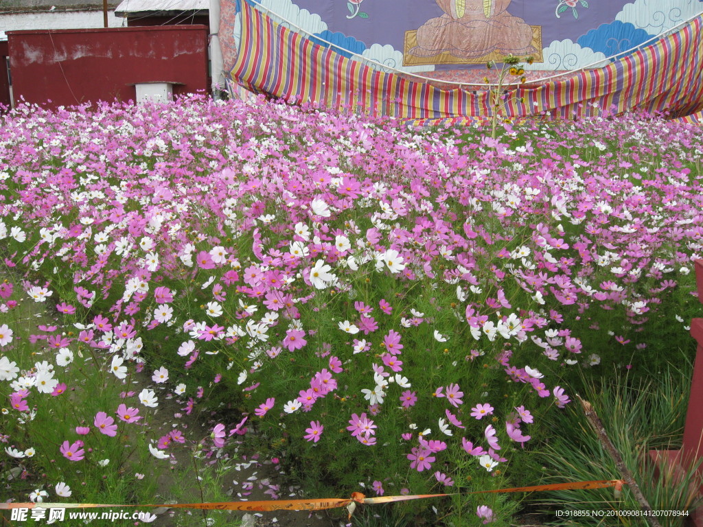 波斯菊