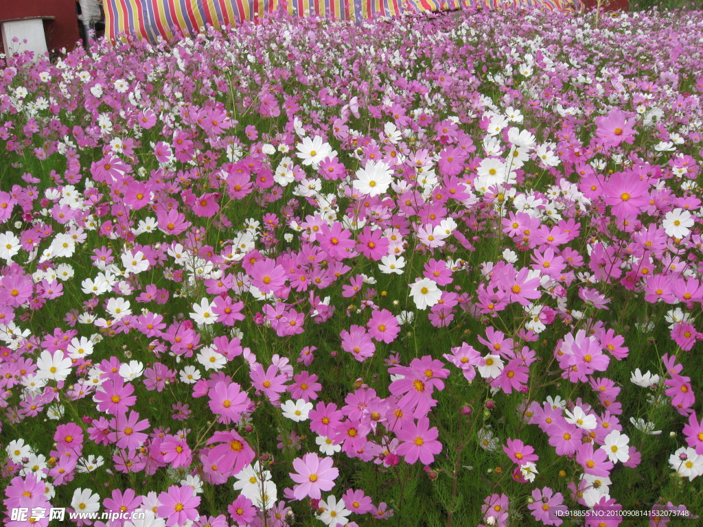波斯菊