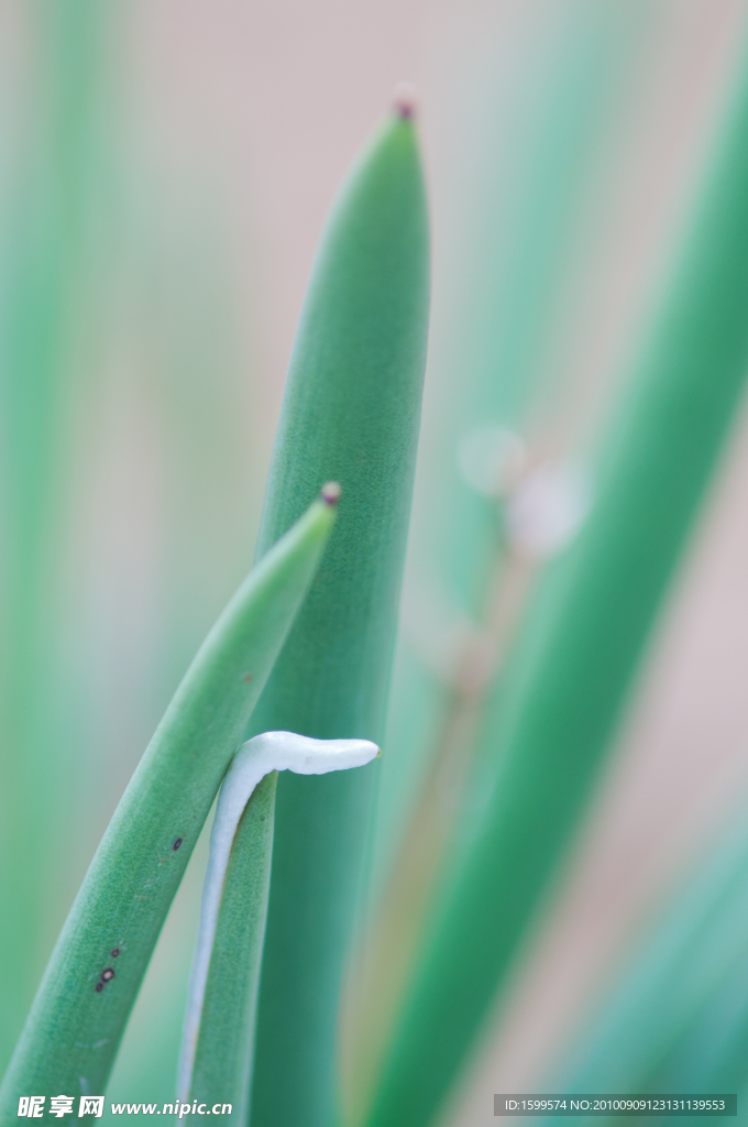 兰花草