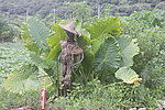 稻草人
