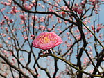 梅花
