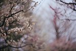 梅花
