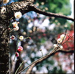 梅花