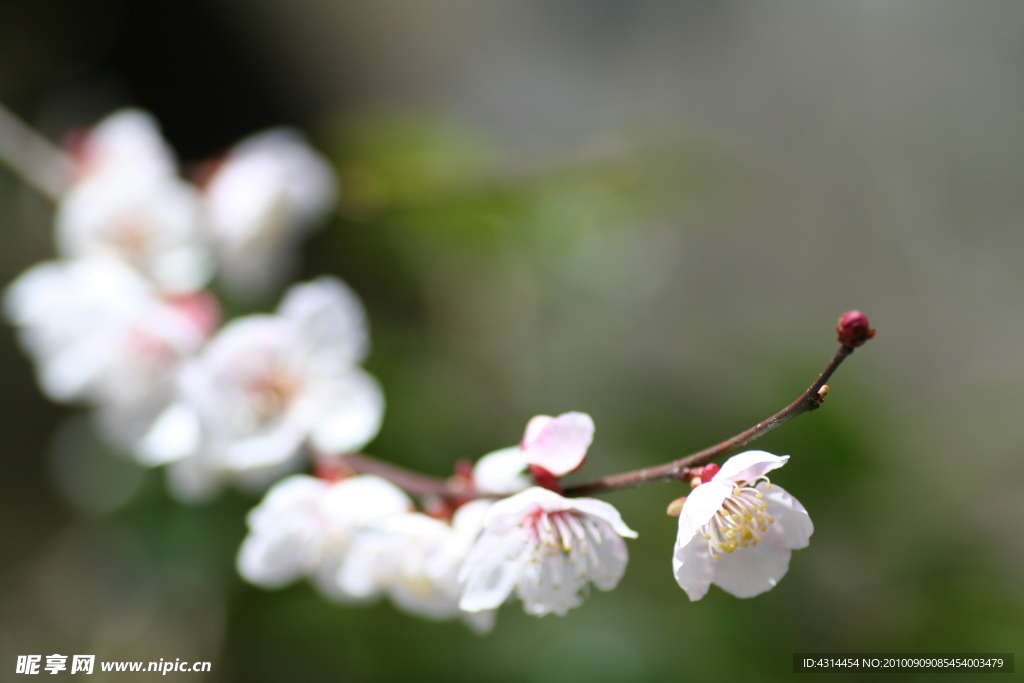 梅花