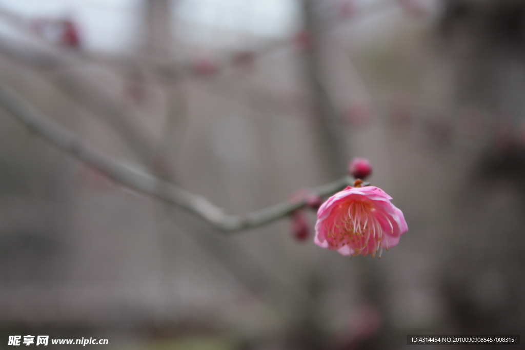 梅花