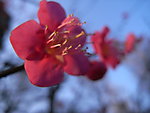 梅花