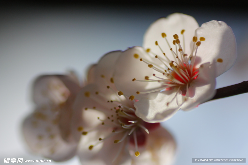 梅花