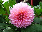 大丽花