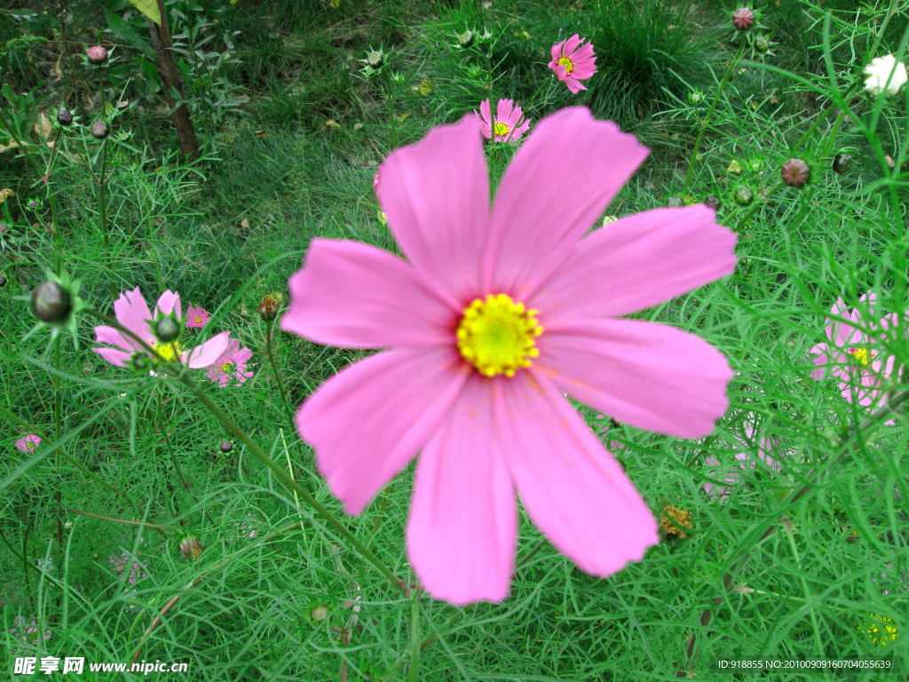波斯菊