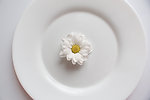 洋甘菊