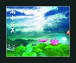 雨中莲花