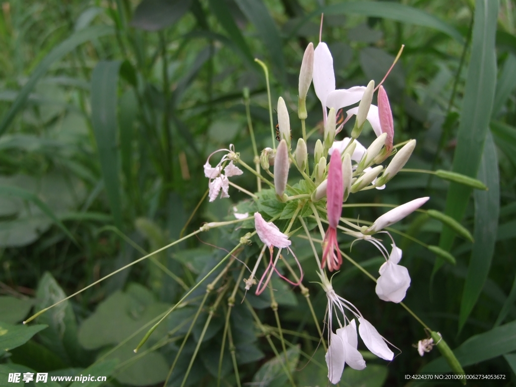 醉蝶花