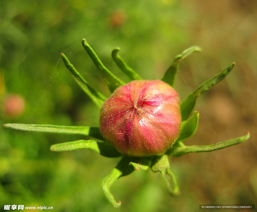 菊花花蕾