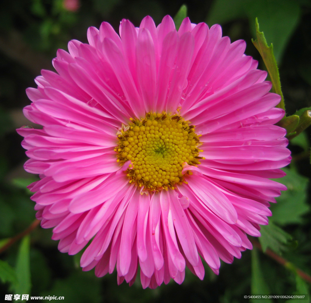 翠菊