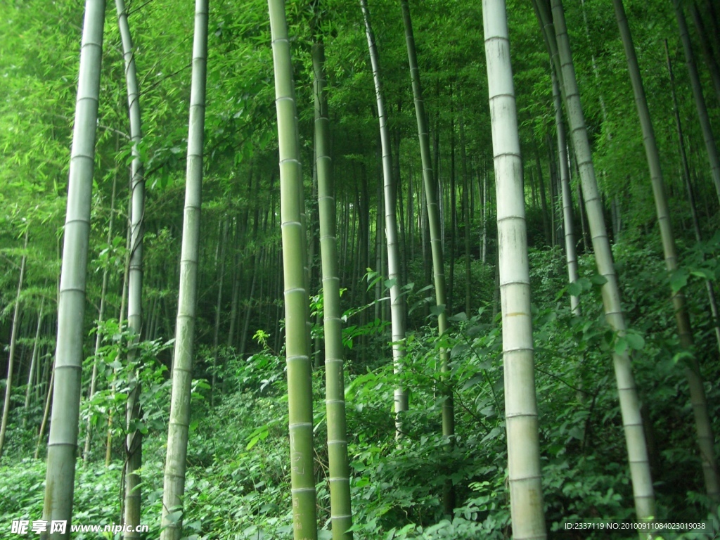 竹林