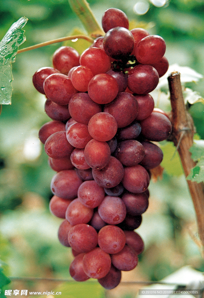 葡萄品种 红双味