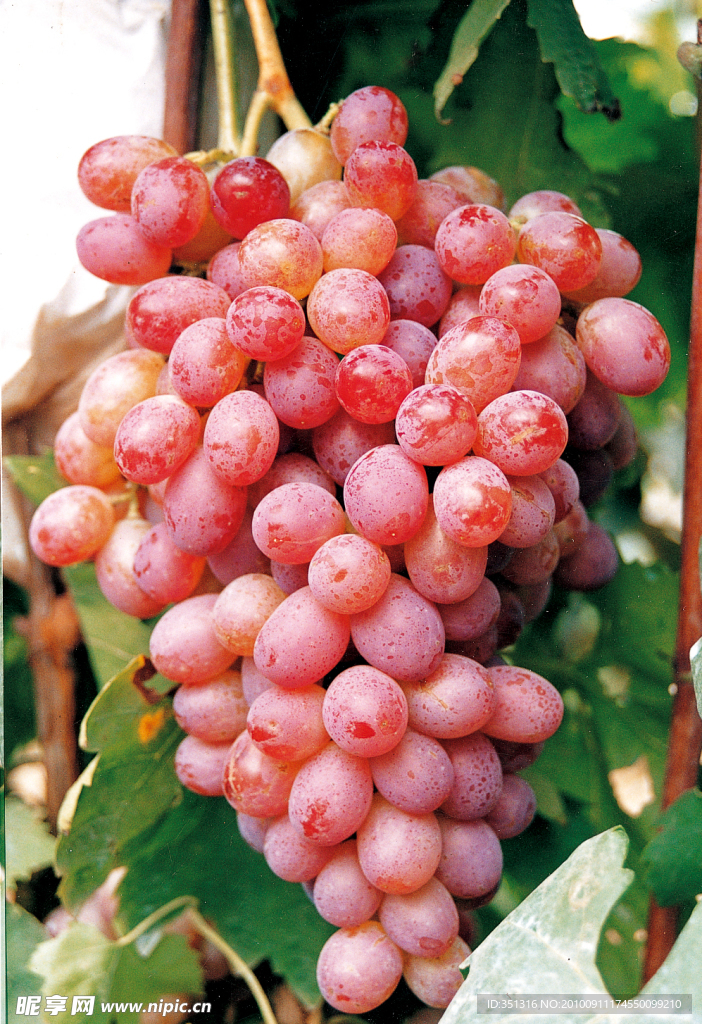 葡萄品种 秋红