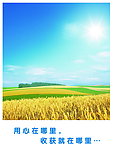 金色收获