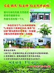 红豆杉