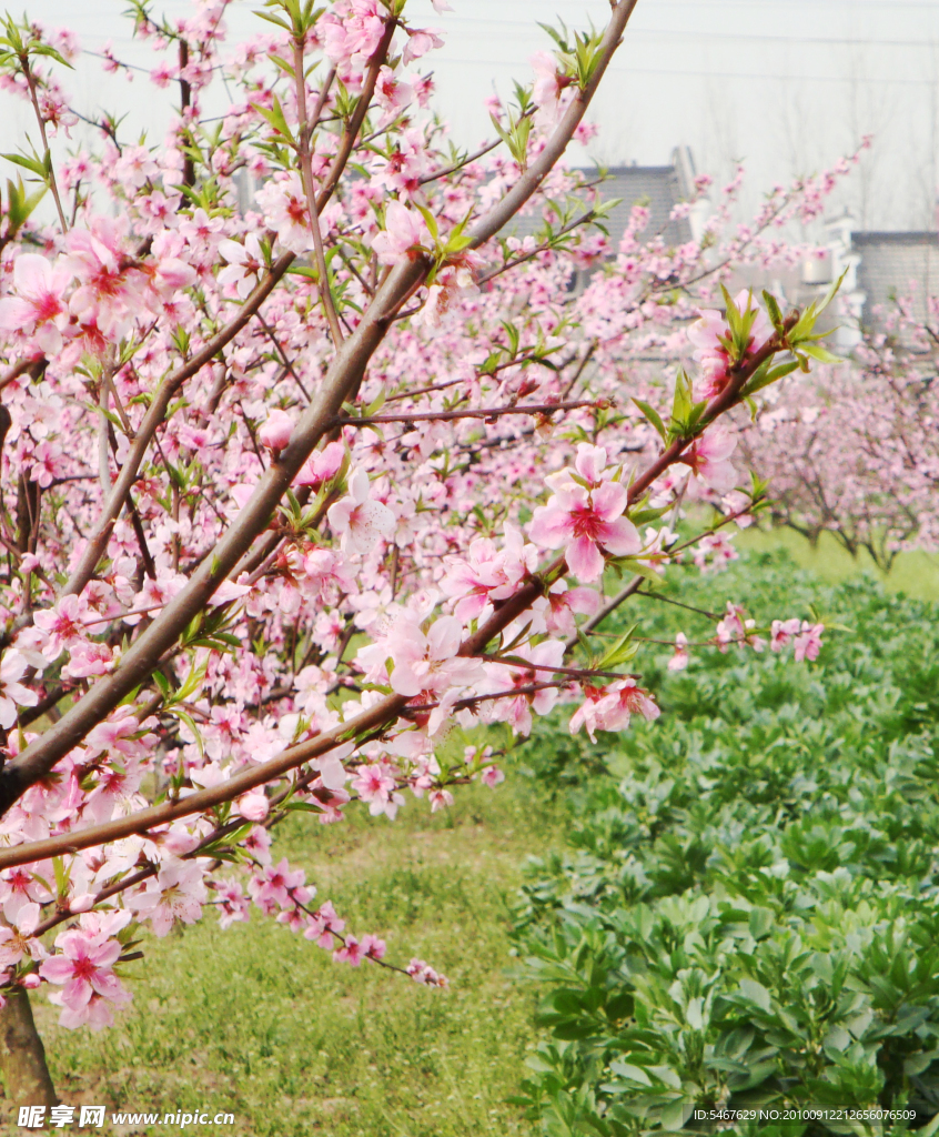 桃花