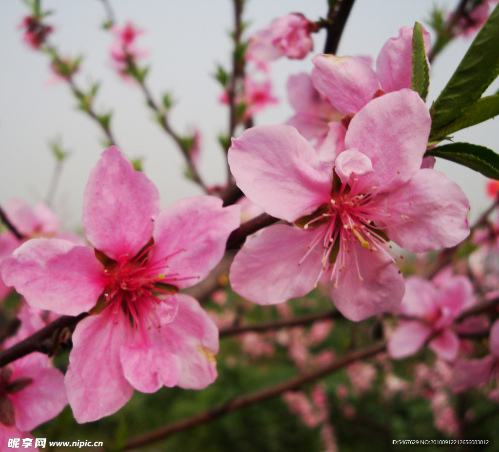 桃花