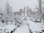 苏州红枫林雪景