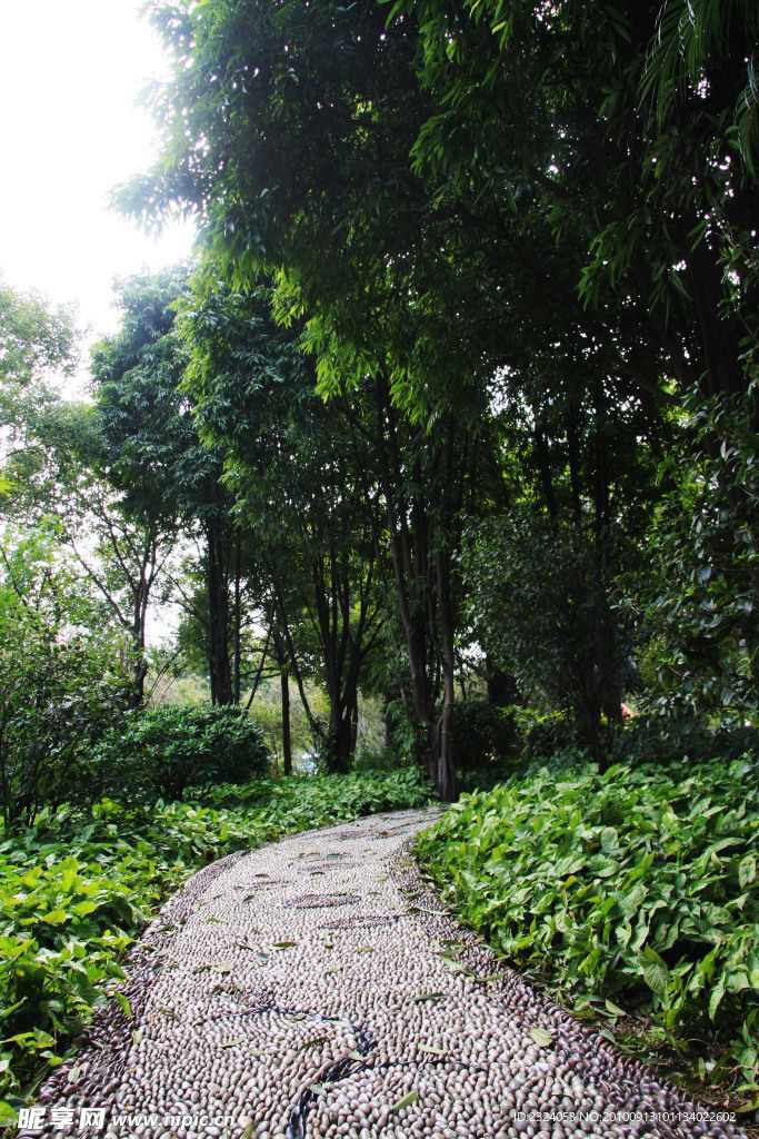 树林 小路