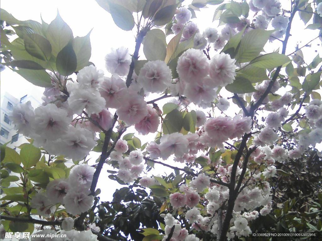樱花