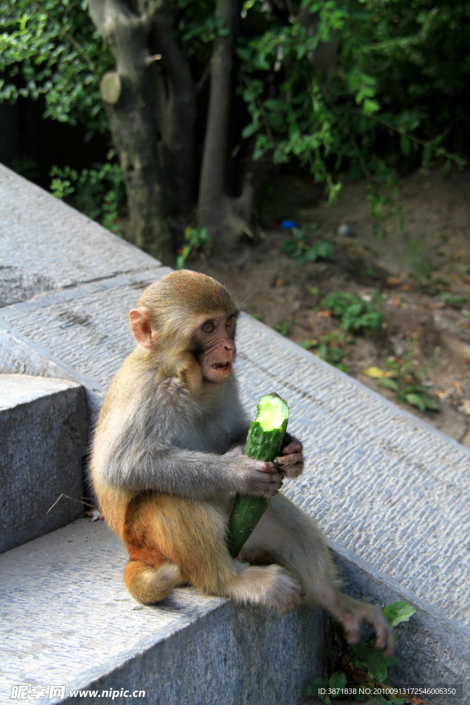 猴子吃黄瓜