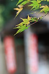秋叶