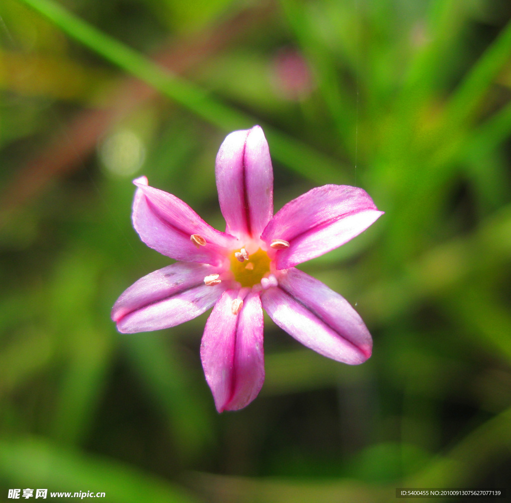 小野花