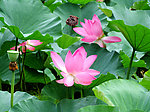荷花图片