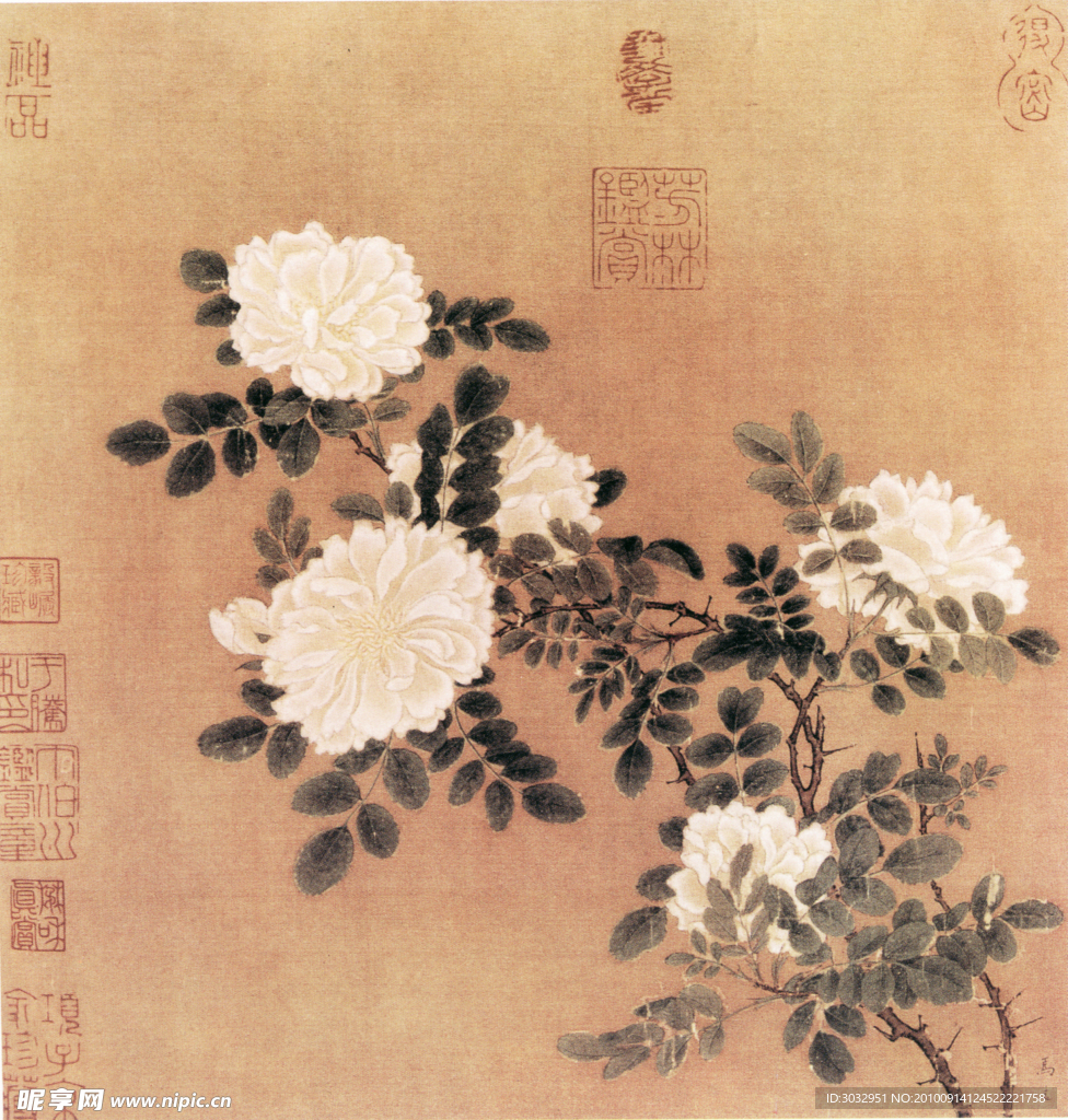 国画牡丹
