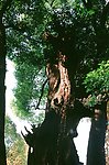 树木