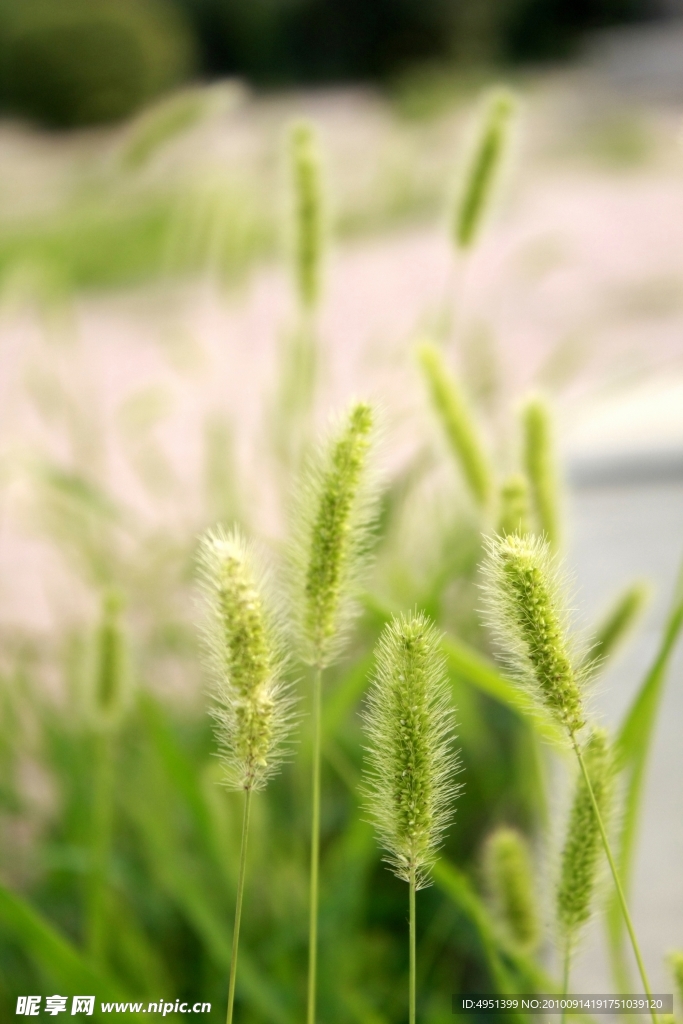 狗尾巴草